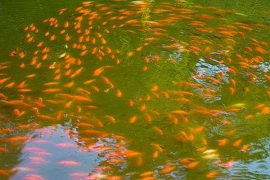 Saber首次确认正开发《星球大战：旧共和国武士 重制版》：项目还活得好好的